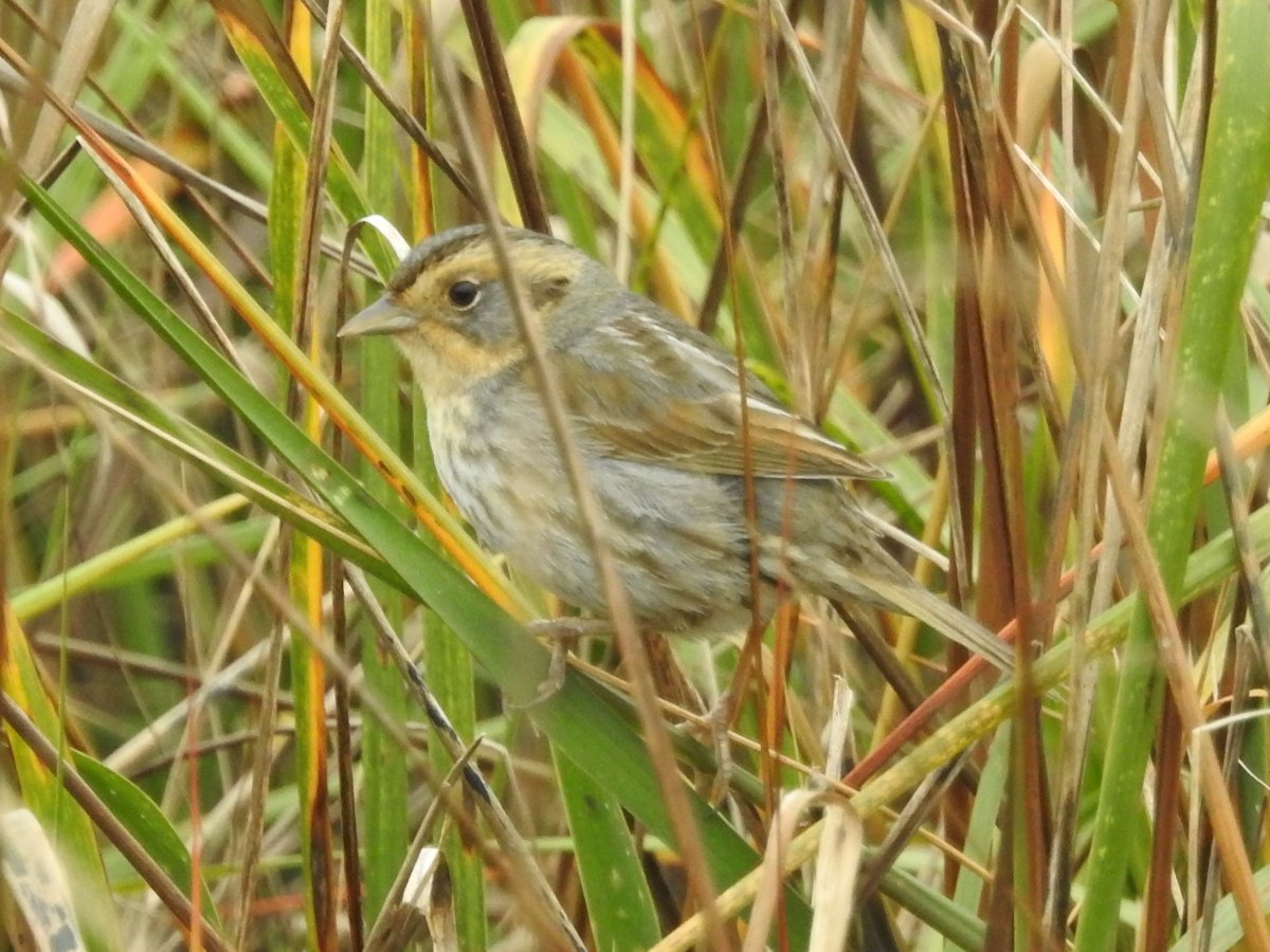 Nelson vs Saltmarsh Sparrow - Help Me Identify a North American Bird ...