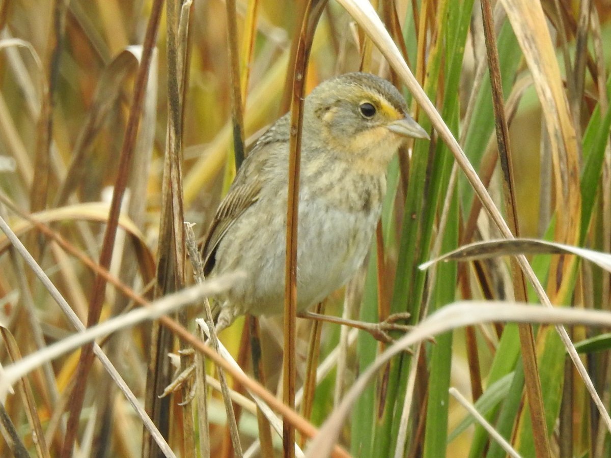 Nelson Vs Saltmarsh Sparrow - Help Me Identify A North American Bird 