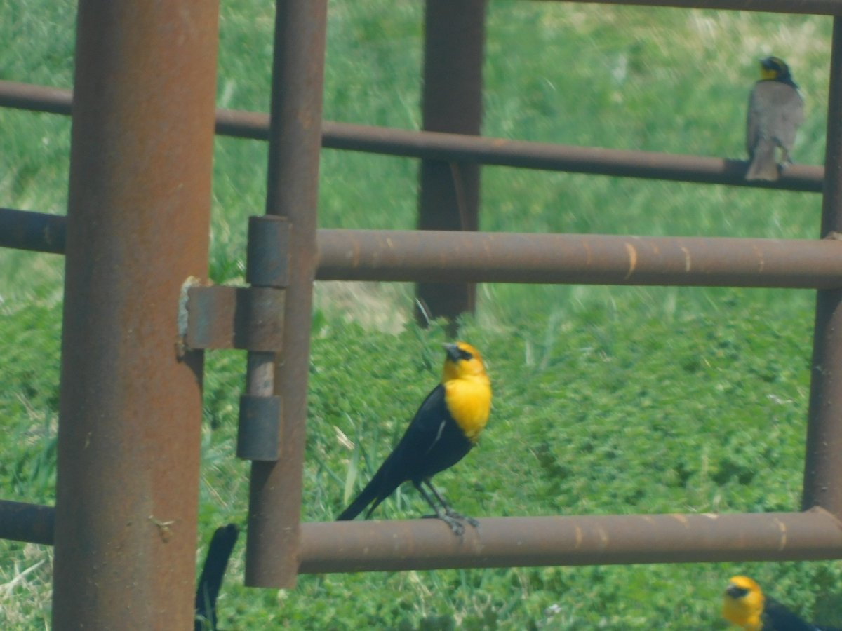 share-your-best-or-favorite-photo-of-a-bird-species-page-180-photo