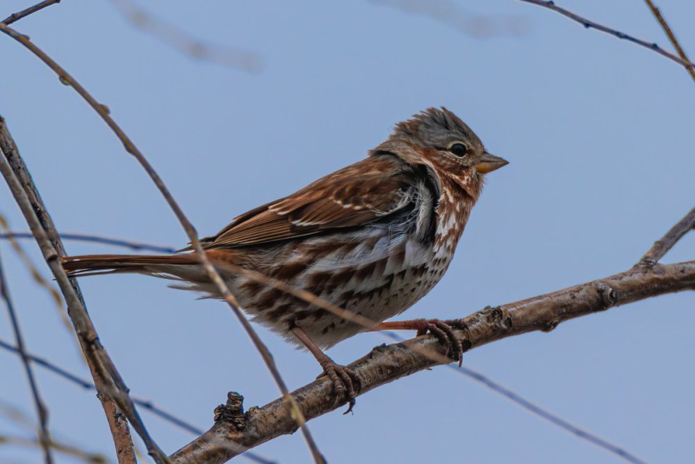 Fox sparrow - DeKorte Park, NJ.jpg