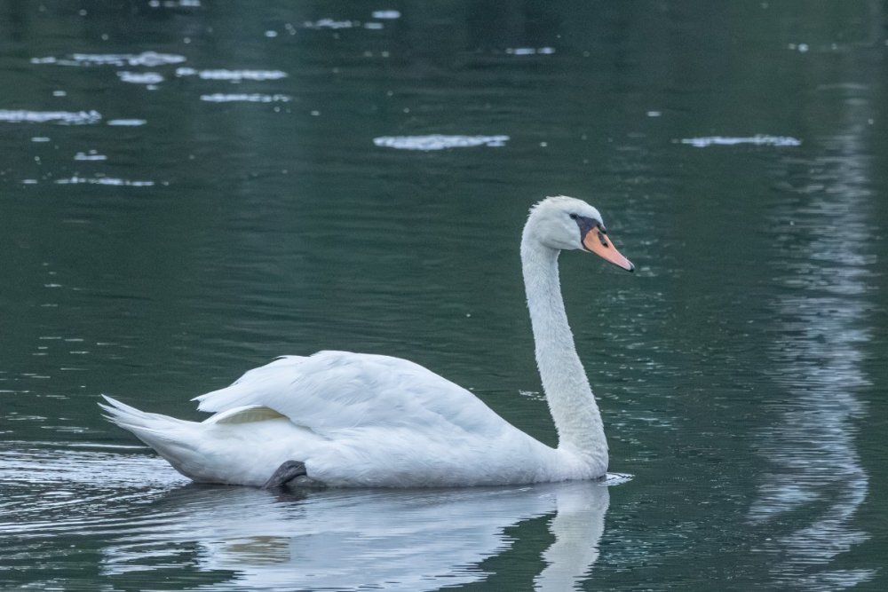 Mute swan - Waldwick Borough Park, NJ.jpg