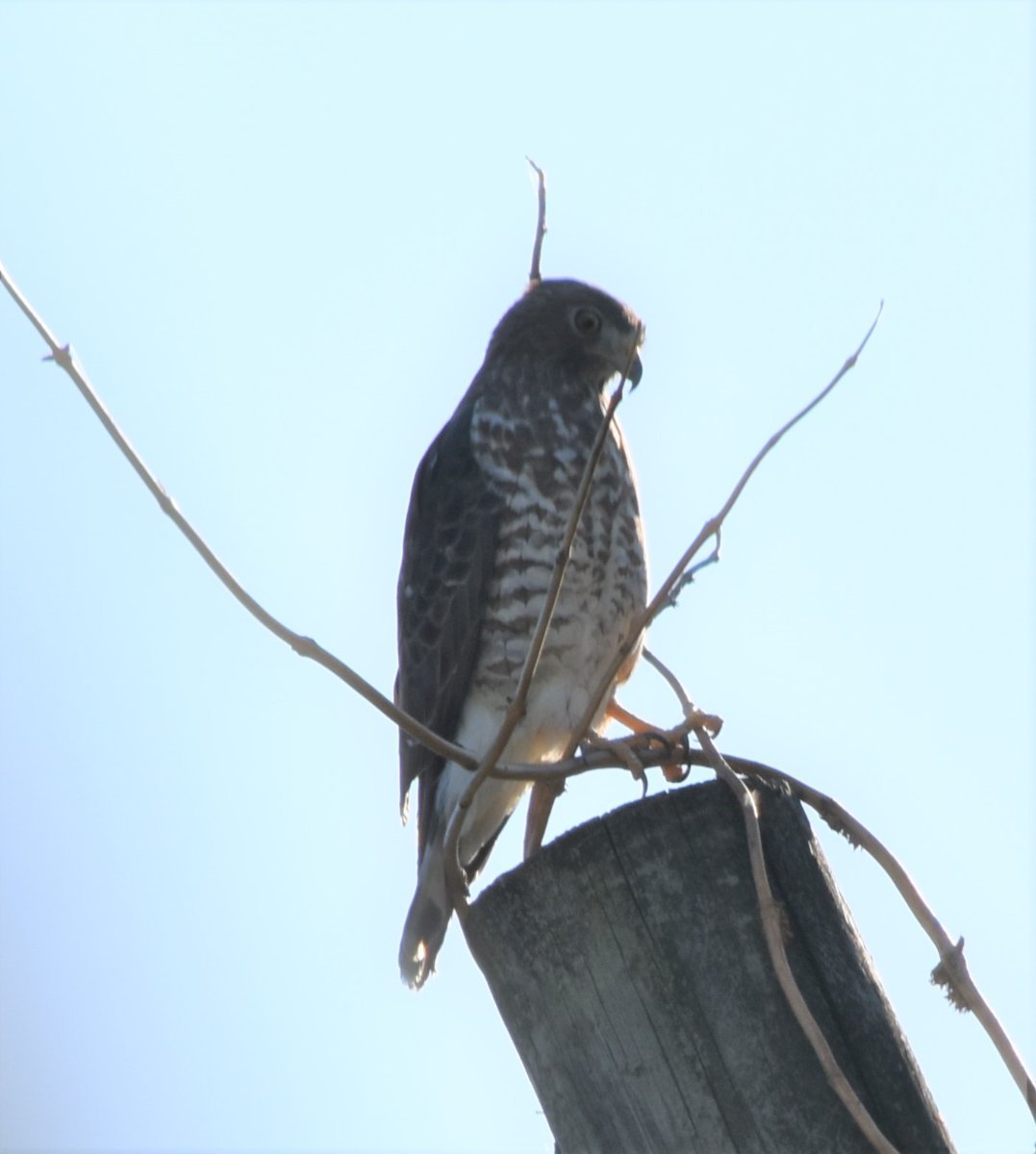 Broadwing Hawk? - Help Me Identify a North American Bird - Whatbird ...