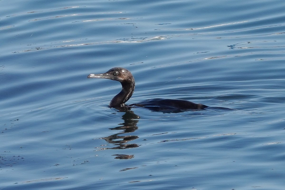 Cormorant ID requested (San Diego) - Help Me Identify a North American ...