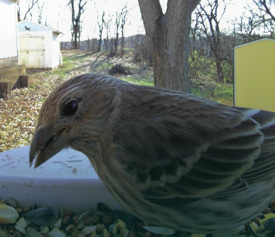 Finches - Help Me Identify a North American Bird - Whatbird Community