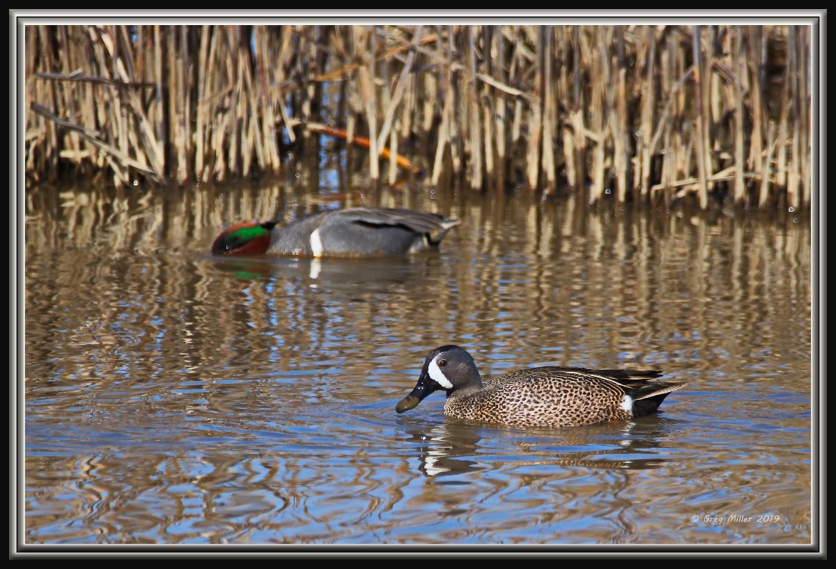 Bird species of the week photos! - Page 206 - Photo Sharing and ...