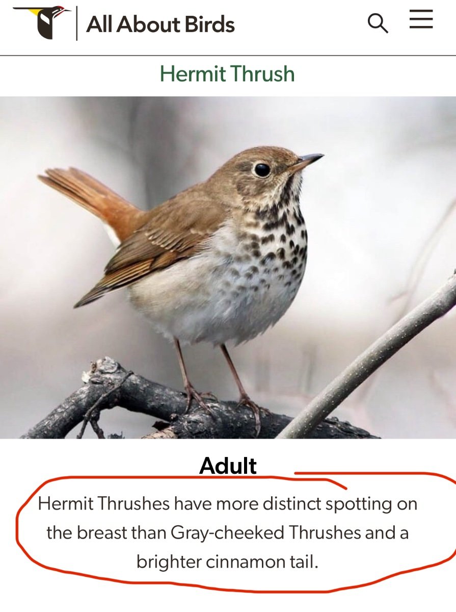 Gray-cheeked or Swainson’s Thrush? - Help Me Identify a North American