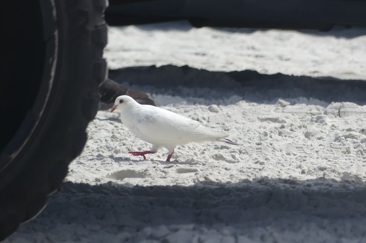 Albino pigeon? - Help Me Identify a North American Bird - Whatbird ...