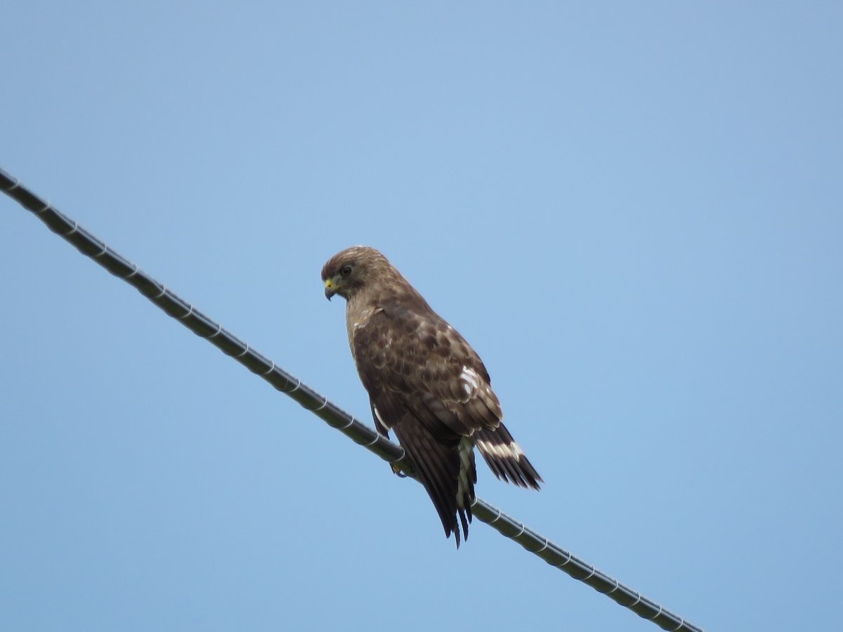 HAWK - Help Me Identify a North American Bird - Whatbird Community