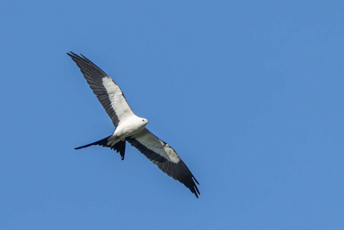 confirm-kite-id-s-help-me-identify-a-north-american-bird-whatbird